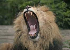 how do lions grab attention they roar
