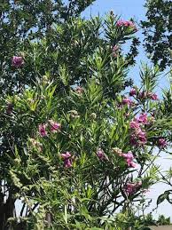 I think it will be difficult. Texas Top 5 Summer Flowering Trees Fannin Tree Farm