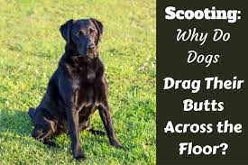 scooting why do dogs drag their s