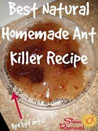 best natural homemade ant recipe