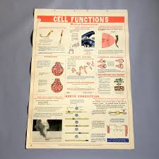 Cell Functions School Health Wall Chart W M Welch