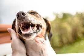 all about dog lymph nodes location