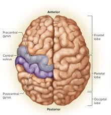 The somatosensory cortex performs its functions within the following areas of the body: What Is The Primary Somatosensory Cortex And What Are Its Functions Quora
