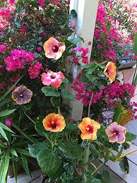 Hibiscus Garden In The Orange County