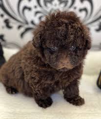 dove toy poodle love my puppy