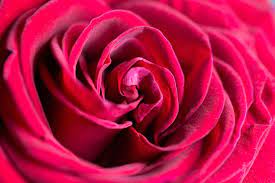 wonderful rose flower close up free