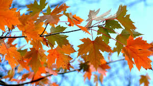 maple leaves branches wallpaper hd