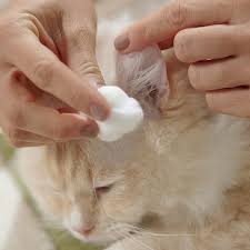 how to clean cat ears step by step