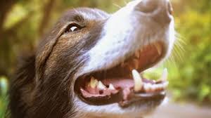 epulis in dogs symptoms causes