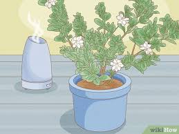 3 Ways To Care For Gardenias Wikihow