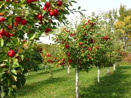 Fruit Trees Apple Trees