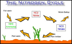 The Nitrogen Cycle Is The Basics Of Any Aquarium