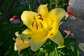 When To Plant Lily Bulbs In North Texas