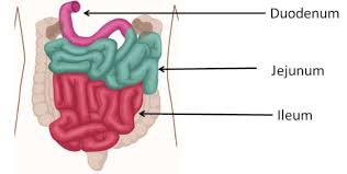 small intestine is divided into the