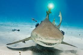 sharks with laser beams attached to
