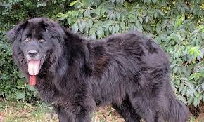 #321011 male newfoundland, just turned 1 november 18th, he is all black. These Nashville Based Doggies Are Up For Adoption And In Need Of A