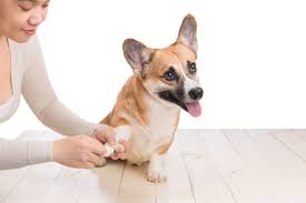 how to stop dog toenail bleeding