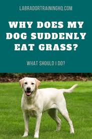 why your dog eats gr and what to do