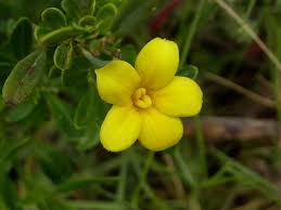 Jasminum fruticans L., Wild Jasmine (World flora) - Pl@ntNet identify