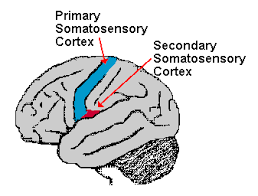 How much the primary somatosensory cortices (sis) participate in processing the pleasantness of such social touch remains unclear. Somatosensory Cortex Function And Location Simply Psychology