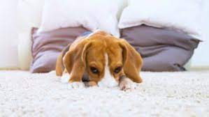 removing pet urine stain and odor with