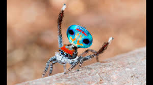 Jürgen otto, a mite biologist and peacock spider enthusiast at the australian department of agriculture in sydney, maintains a youtube channel devoted to sharing the mating dances of these spiders in a way that even arachnophobes can appreciate. Watch This Tiny Rainbow Peacock Spider Dance The Performance Of His Life Atlas Obscura
