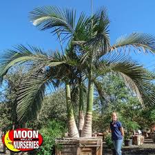 Find here details of companies selling palm trees, for your purchase requirements. Palm Trees Trees Moon Valley Nurseries