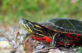 This is most likely just a vibrantly colored midland painted turtle since they are the only painted turtle found in ohio which op mentioned. Painted Turtles For Sale Learn About This Breed Pet Pet Goose