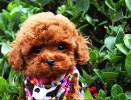teddy bear red toy poodle puppies