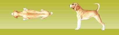 Find Out Your Dogs Body Condition Score Purina