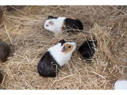 guinea pig hay what type how much a