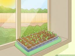 how to plant seeds in a basic seed tray