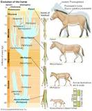 where-did-horses-evolve-from