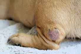 folliculitis in dogs signs causes