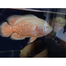 Ikan oscar, pasti sudah banyak dari anda yang cukup familiar dengan diantara jenis selain mempunyai warna dasar hitam, ikan oscar juga memilki spesies oscar albino. Beli Ikan Oscar Batik Albino Paris Albino Import 15cm 5jari Seetracker Indonesia