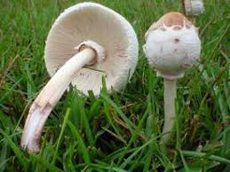 Wild Mushrooms What To Eat What To Avoid Mnn Mother