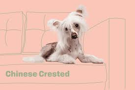 chinese crested dog breed information