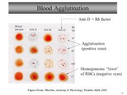 1 Biology 102 Laboratory 1 Blood And Blood Typing Ppt