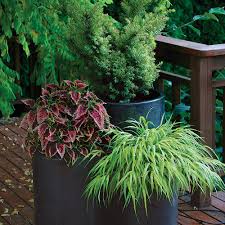 Shady Container Gardens