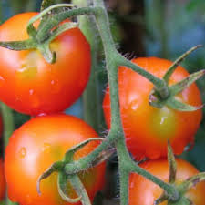 cherry tomato gardeners delight