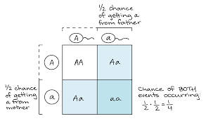 The end result of a punnett square is a probability. Probabilities In Genetics Article Khan Academy