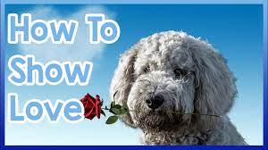how to tell your dog you love them