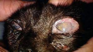 chlamydial eye infections in cats