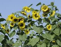 Is Miracle Grow good for sunflowers?