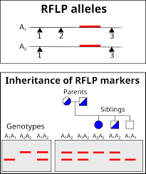 In molecular biology, restriction fragment length polymorphism (rflp) is a technique that exploits variations in homologous dna sequences, known as polymorphisms, in order to distinguish individuals, populations, or species or to pinpoint the locations of genes within a sequence.the term. Dna Fingerprinting Rflp Biology Oer