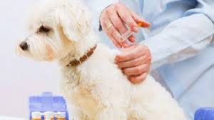 If they pay for each visit, individually, it ends remember, you dont get all the shots at once, only a few and usually a deworming and then you take the puppy back in a few weeks for more. Dog Puppy Vaccination Schedule Dog Vaccination Costs