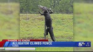 see alligators in florida