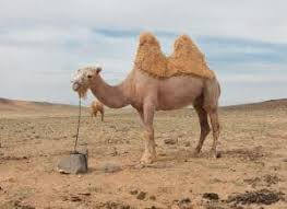 (it is not a joke). 50 Amazing Camel Facts About This Unique Animal Facts Net