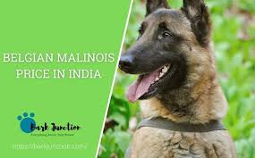 belgian malinois in india