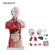 Front view mid section of a caucasian male teacher wearing a lab coat using a human anatomy model to teach. Amazon Com Tdoubeauty Products Human Male Man Anatomical Torso Model 42 Cm 13part Industrial Scientific